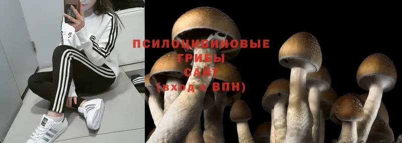 Псилоцибиновые грибы Magic Shrooms  ссылка на мегу ТОР  сайты даркнета наркотические препараты  Губаха 